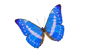 Image showing The Blue Butterfly