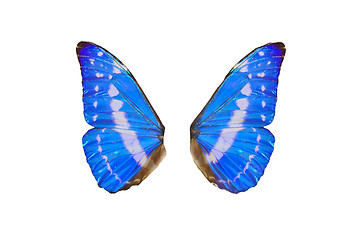 Image showing Fairy Wings