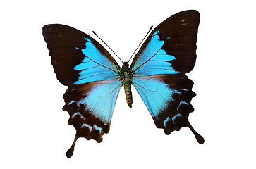 Image showing The Blue Butterfly