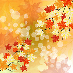 Image showing Autumn maples