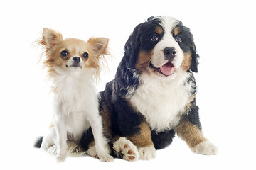 Image showing puppy bernese moutain dog and chihuahua