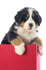 Image showing puppy bernese moutain dog in a box