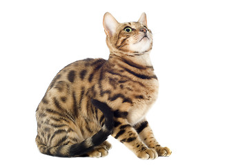 Image showing bengal cat