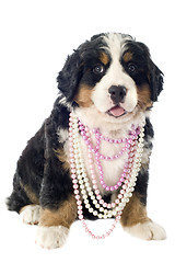 Image showing puppy bernese moutain dog