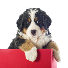 Image showing puppy bernese moutain dog in a box