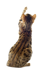 Image showing bengal cat