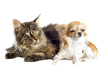 Image showing maine coon cat and chihuahua