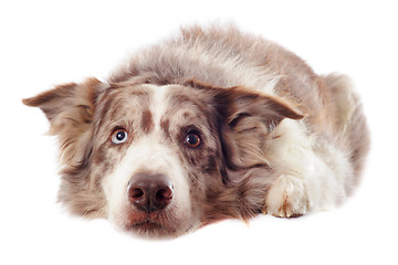 Image showing border collie