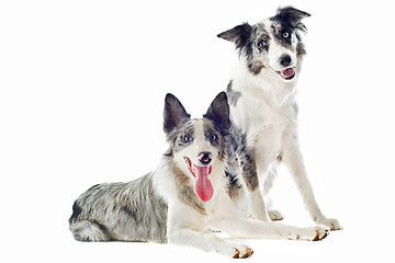 Image showing border collies