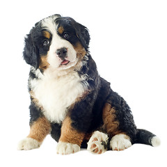 Image showing puppy bernese moutain dog