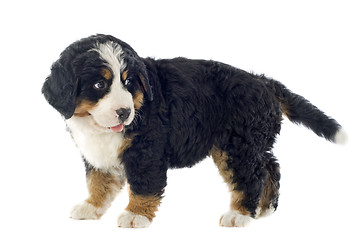 Image showing puppy bernese moutain dog