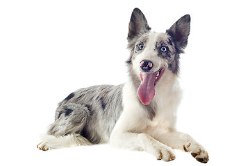 Image showing border collie