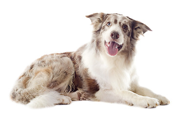 Image showing border collie