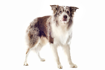 Image showing border collie