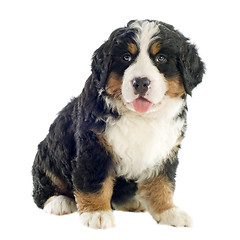 Image showing puppy bernese moutain dog