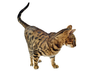 Image showing bengal cat