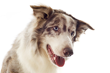 Image showing border collie