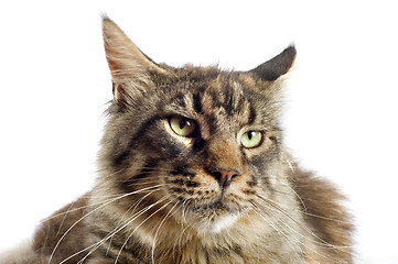 Image showing maine coon cat