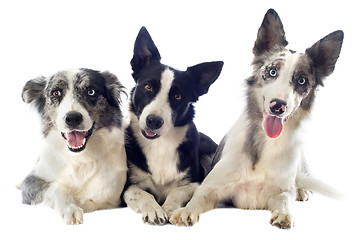 Image showing border collies