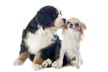 Image showing puppy bernese moutain dog and chihuahua