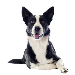 Image showing border collie