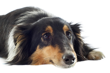 Image showing shetland dog