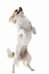 Image showing chihuahua upright