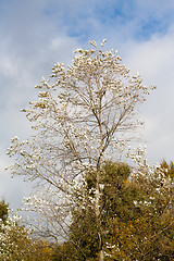 Image showing Tree tops in autumn against cloudy blue sky