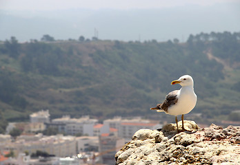 Image showing Seagull