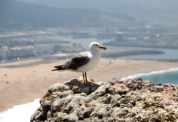 Image showing Seagull