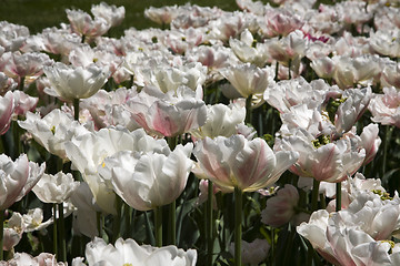 Image showing Double Early Tulips