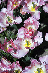 Image showing Botanique Lingerie Tulips