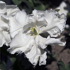 Image showing Super Parrot Tulip