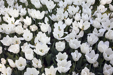 Image showing White Marvel Tulips