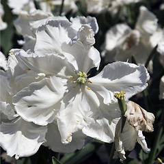 Image showing Super Parrot Tulip