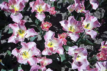 Image showing Botanique Lingerie Tulips
