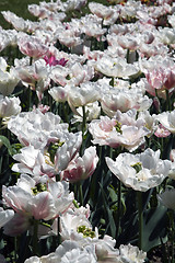 Image showing Double Early Tulips