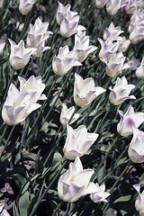 Image showing Fleur de Lys 'Marilyn' Tulips