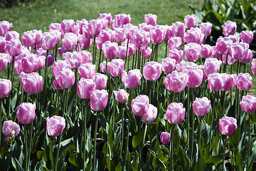 Image showing Single Late Tulip 'Esther'