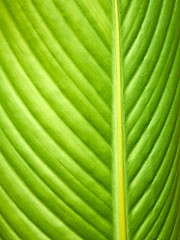 Image showing Big leaf macro