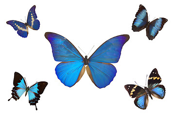 Image showing Butterfly Blue