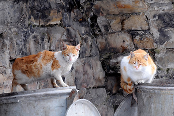 Image showing Two Stray Cats on Garbage Containers