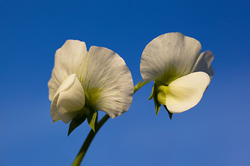 Image showing Garden Pea Flower with Vine