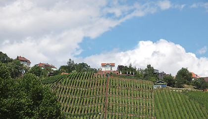 Image showing Vineyard Stuttgart