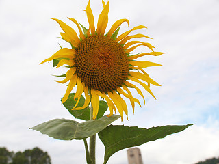 Image showing Sunflower flower