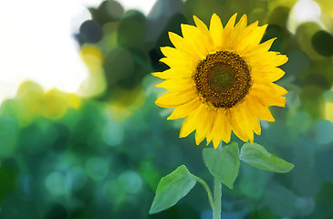 Image showing Watercolor -Sunflower