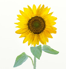 Image showing Watercolor -Sunflower