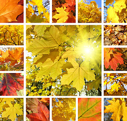 Image showing Autumn collage 