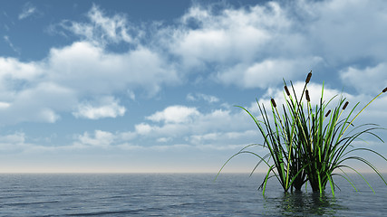 Image showing reed on water