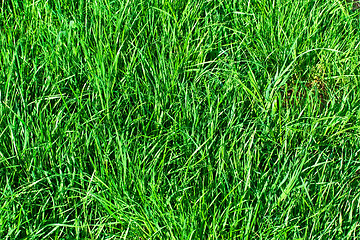 Image showing Green grass